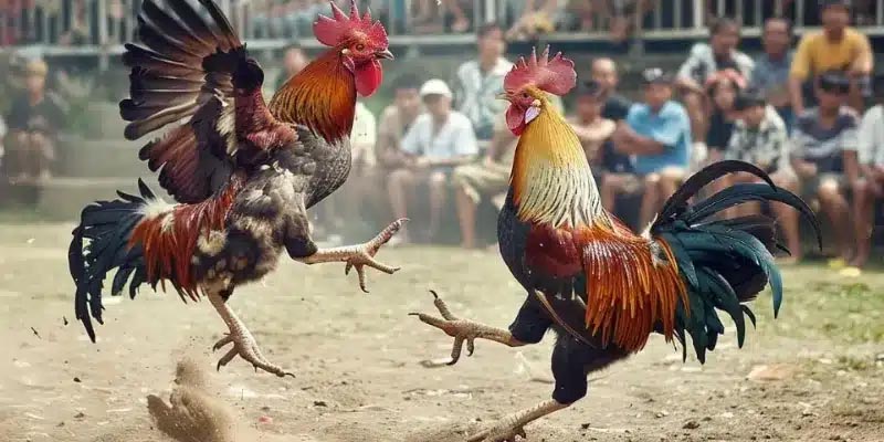 Làm thế nào để nuôi Shamo thành chiến kế hùng mạnh Làm thế nào để nuôi Shamo thành chiến kế hùng mạnh