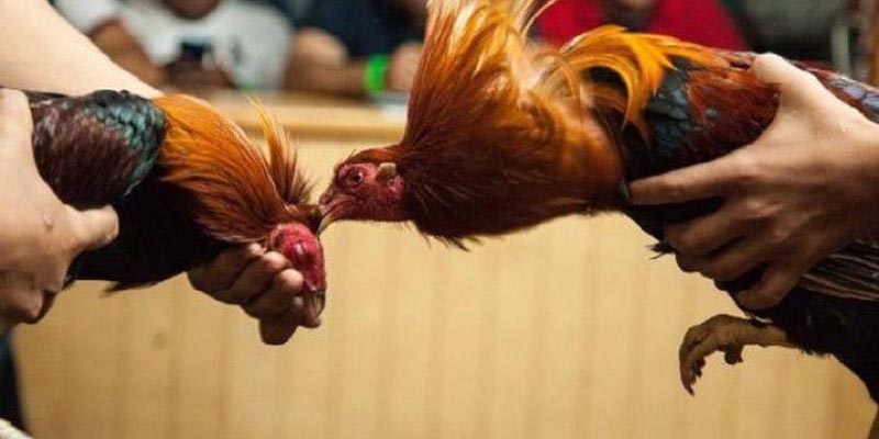 Một số nguyên tắc cần nắm khi cá cược chọi gà campuchia Một số nguyên tắc cần nắm khi cá cược chọi gà campuchia
