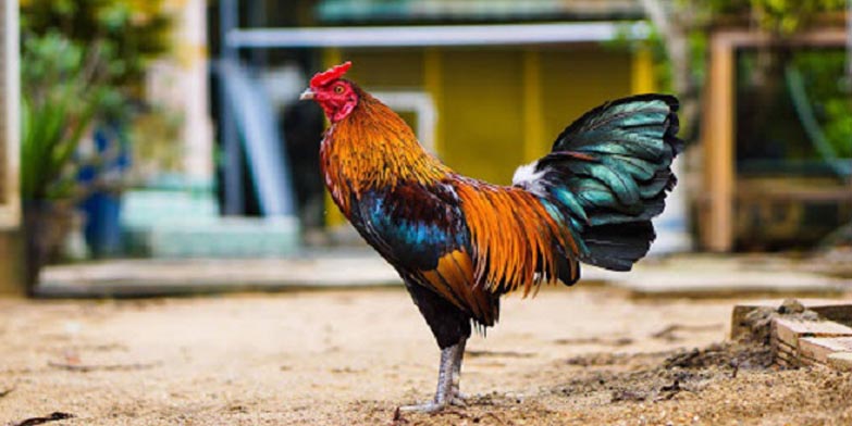 Tối ưu hoá chăm sóc gà chọi Mã Lai để phát triển toàn diện Tối ưu hoá chăm sóc gà chọi Mã Lai để phát triển toàn diện