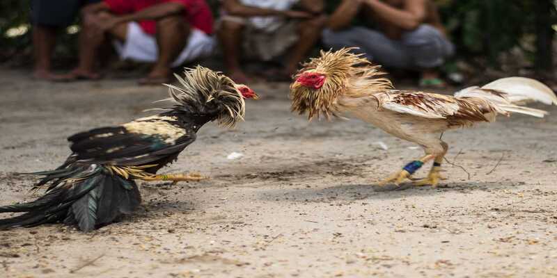 Tổng quan sơ lược về chọi gà campuchia Tổng quan sơ lược về chọi gà campuchia